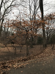 Hamamelis × intermedia