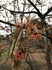 Hamamelis × intermedia