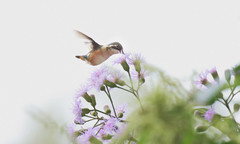 Microstilbon burmeisteri