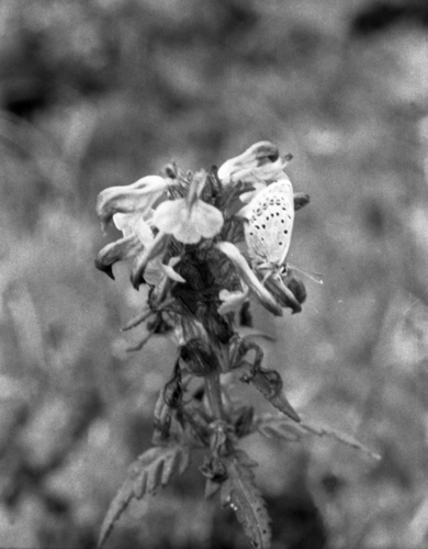 Chamisso's Lousewort (Pedicularis chamissonis)