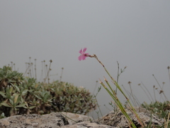Dianthus longicaulis