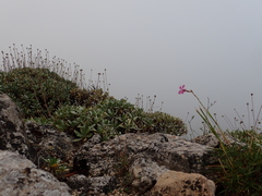 Dianthus longicaulis