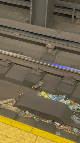 Rat photographed near here on 2025-11-30