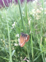 Coenonympha hero