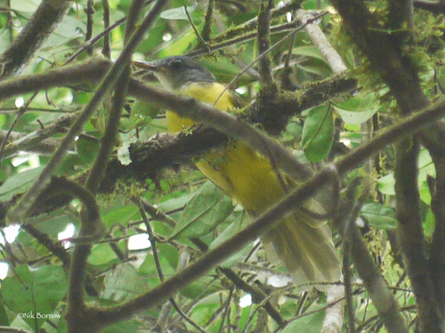 iNaturalist image