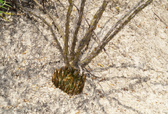 Ariocarpus trigonus