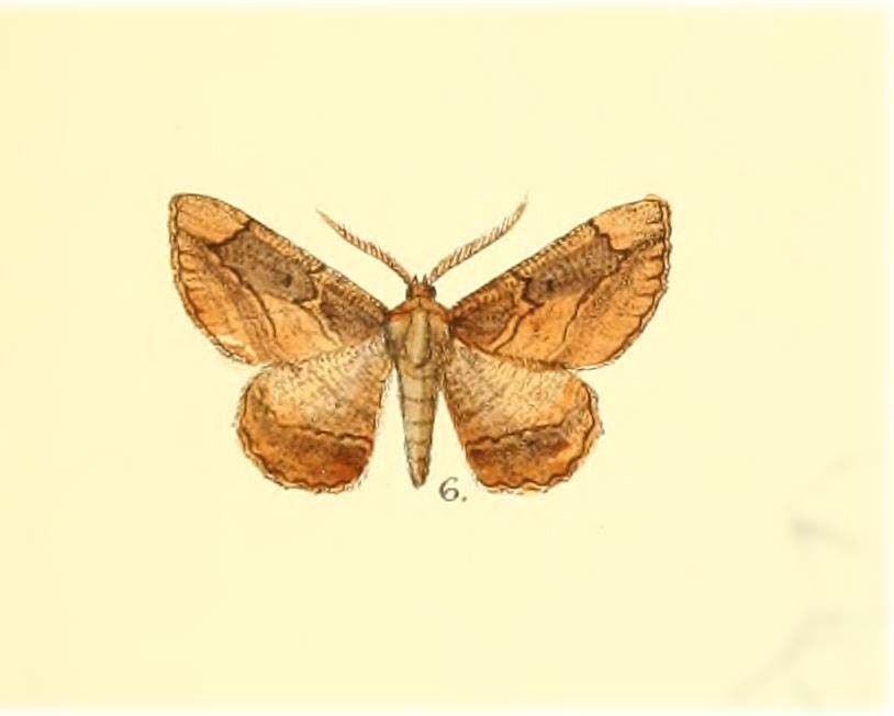 Dasyboarmia canidorsata