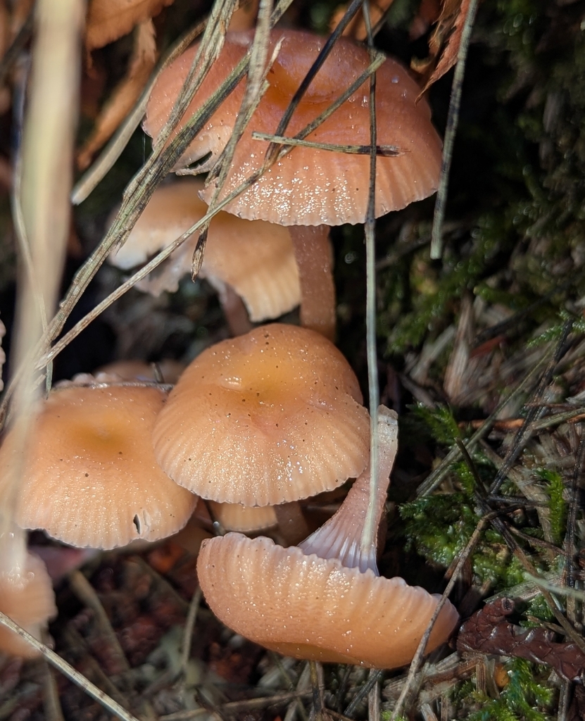Gliophorus sp. 'laetus-PNW06' · November 2025 · photo: © benkeen (iNaturalist, cc0)