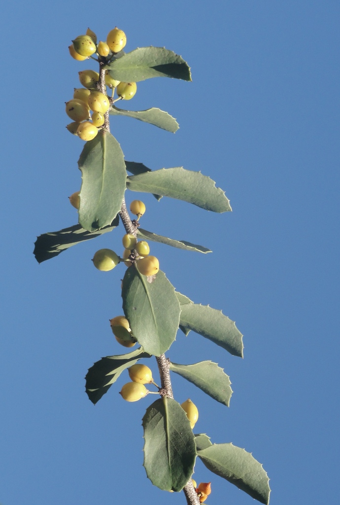 Maytenus rigida