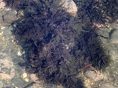 Sarcothalia marginifera