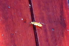 Chauliognathus cinguliventris