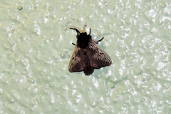 Megalopyginae