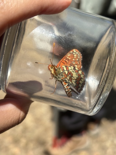 iNaturalist observation photo of Euphydryas