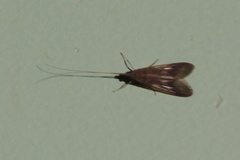 Macronematinae