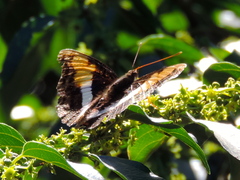 Doxocopa laure laure