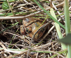 Pelobates vespertinus