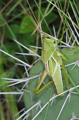 Staleochlora viridicata