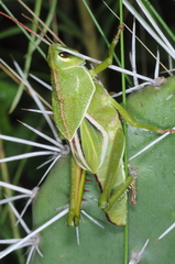 Staleochlora viridicata