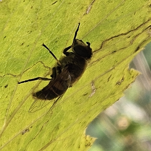 Unknown species found near Wilsonville, OR, USA
