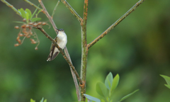 Elliotomyia chionogaster