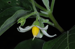 Solanum stuckertii