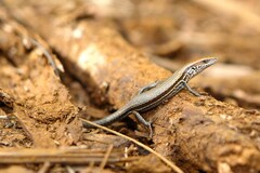 Strand Litter Skink photo 3