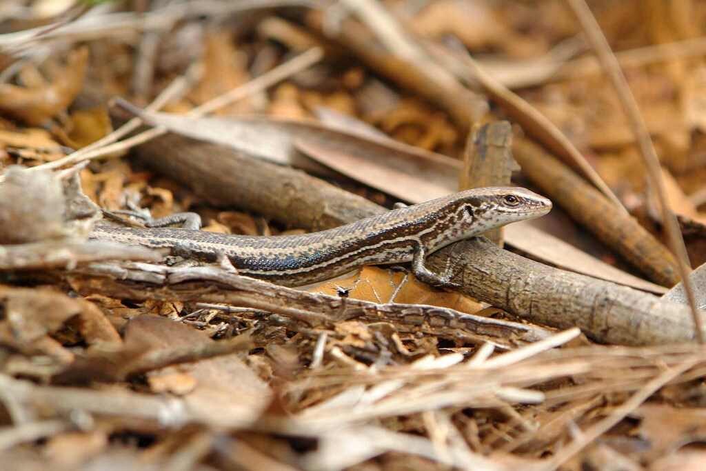 Strand Litter Skink