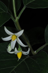 Solanum stuckertii