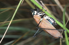 Scaphura elegans