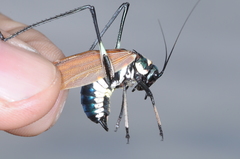 Scaphura elegans