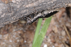 Mantoididae