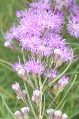 Vernonanthura nudiflora