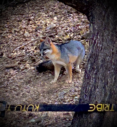 Gray Fox