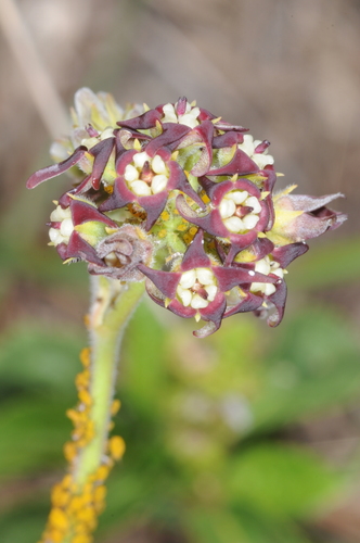 Image of Oxypetalum Arnottianum (Oxypetalum arnottianum) by (c) aacocucci, some rights reserved (CC BY)
