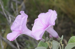 Ipomoea hieronymi
