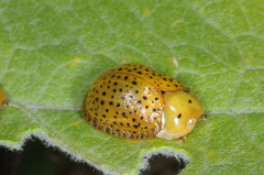 Chelymorpha reimoseri