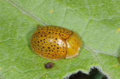 Chelymorpha reimoseri