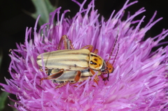 Chauliognathus scriptus