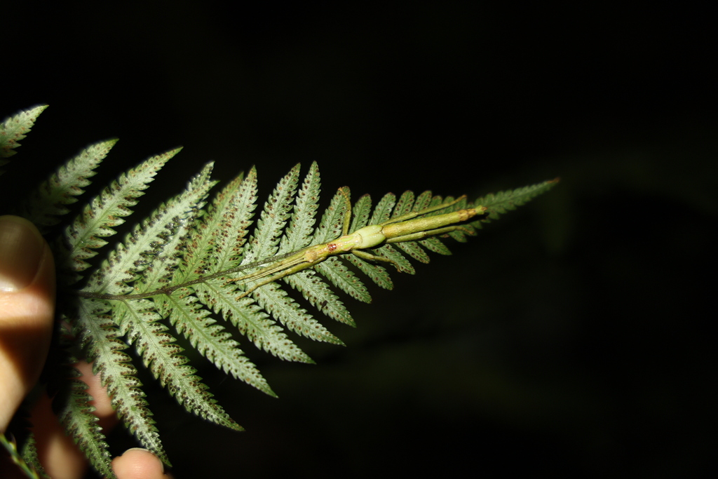 Teed Insect Tweed’s Stick-insect from Binna Burra QLD 4211, Australia on November ...