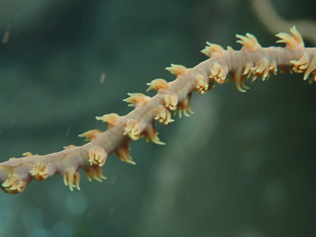 Coiled wire coral