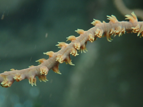 Cirrhipathes anguina observed 2025-11-06