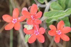 Oxypetalum coccineum