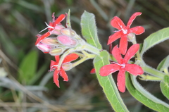 Oxypetalum coccineum