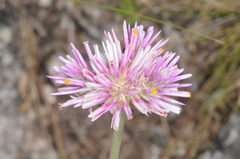 Gomphrena pulchella