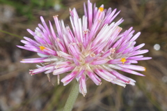 Gomphrena pulchella