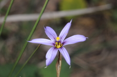 Sisyrinchium chilense