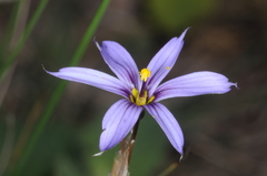 Sisyrinchium chilense
