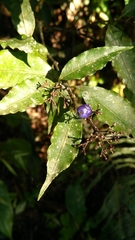 Psychotria brachyceras
