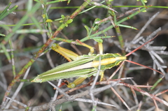 Staleochlora viridicata