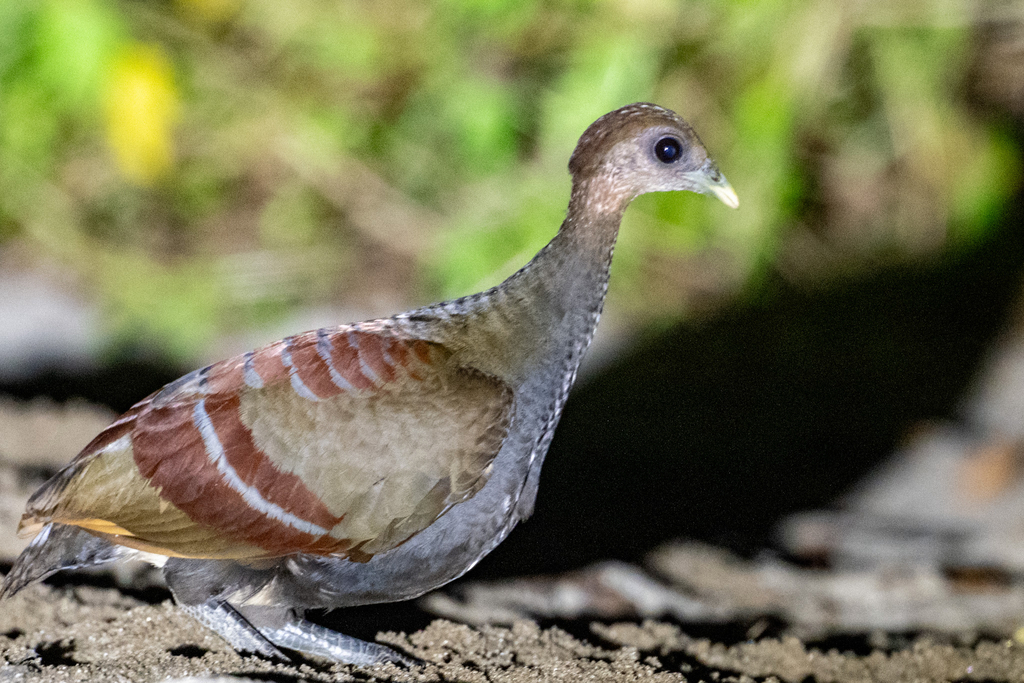 Gosong maluku (Eulipoa wallacei)